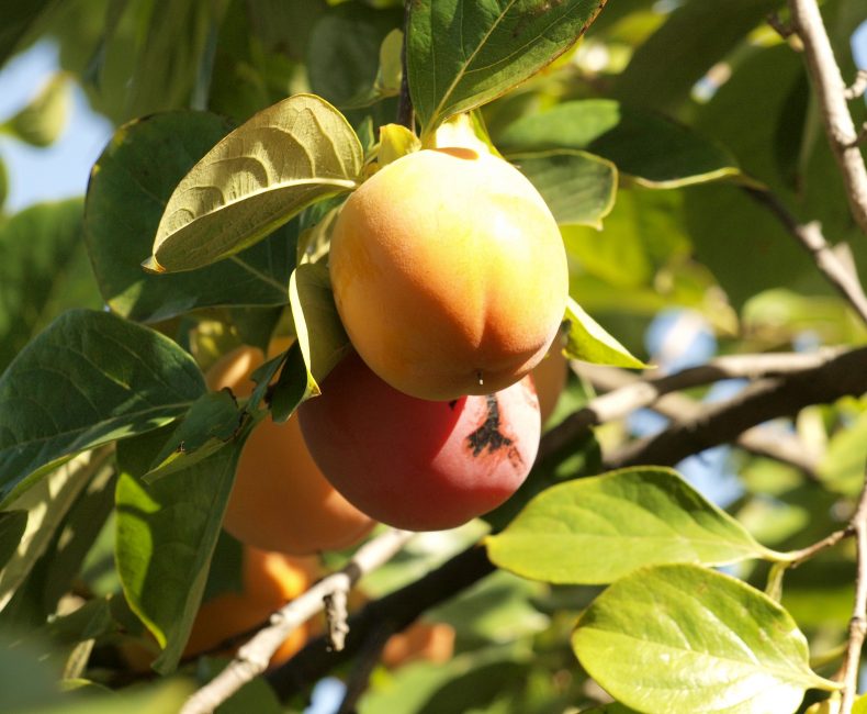 caquis de la huerta