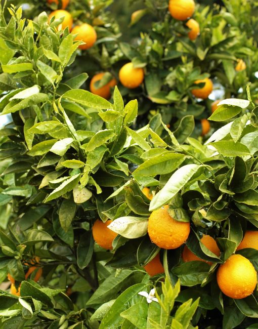 Naranjas y flor de azahar